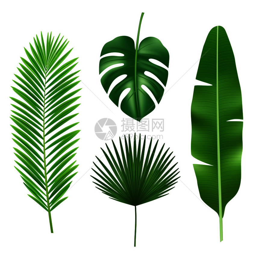 热带绿色植物元素图片