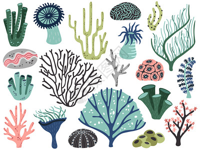 藻类珊瑚热带海洋植物元素插画