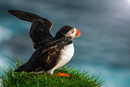 海边草地上展翅的海鸟高清图片
