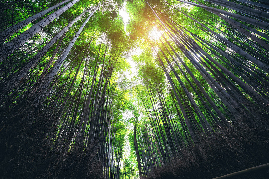 日本京都和干赛旅游的观光景点之一图片