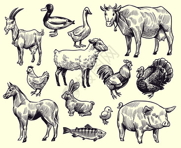 山羊鸭和马牛猪公鸡兔子火鱼孤立的鹅形草图矢量手工绘制的农畜和鸟类兔子公鸡鹅矢量背景图片