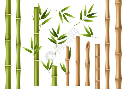 绿色藤条3d矢量竹子元素插画