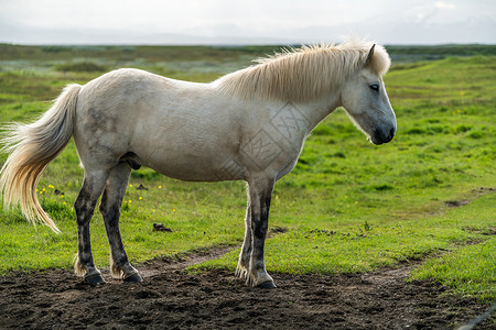 草地上的白马图片