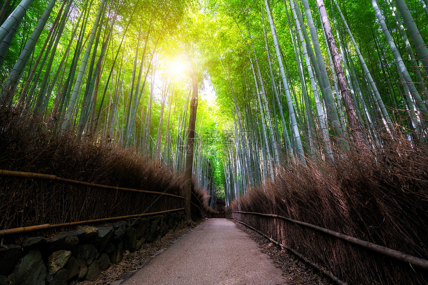 日本京都有名的亚拉什山竹林图片