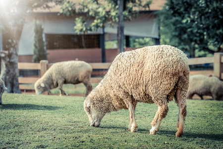 在农舍绿草地上牧羊图片