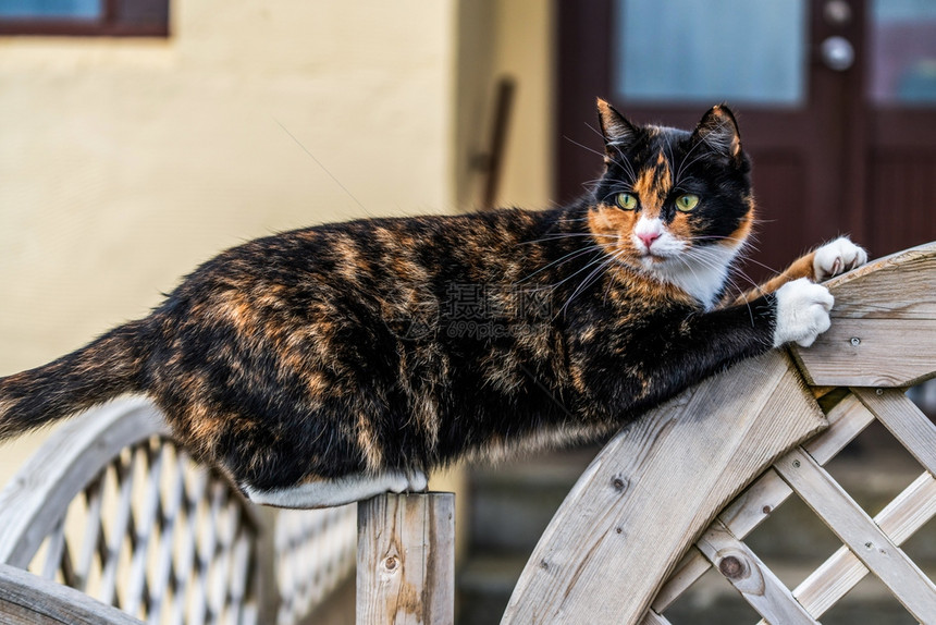 房子外的黑棕色猫动物图片