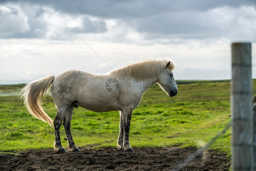 冰地马是在的风景观中冰地马是在当开发的马品种因为冰地法禁止马进口图片