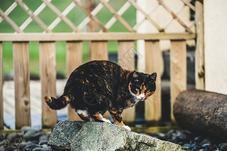 房子外的黑棕色猫动物图片