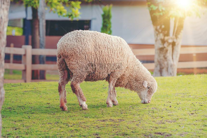 夏天农舍绿草地上的羊图片