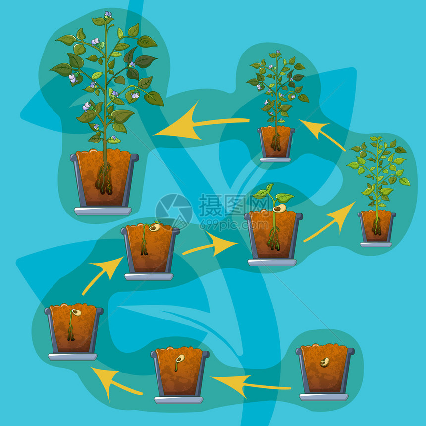 盆栽植物生长过程图片