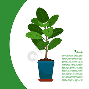 榕树设计素材绿色盆栽卡通矢量插画插画