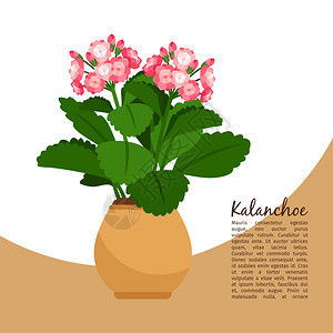 唐纳卡兰花盆里盛开的鲜花矢量插画设计图片
