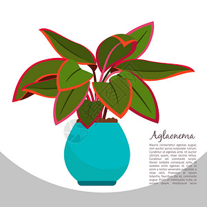 混合色花盆里的植物矢量插画插画