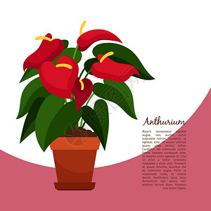 花盆里盛开的红掌矢量插画图片