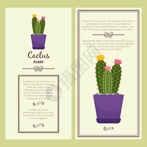 花盆里的植物仙人球仙人掌矢量插画设计模板背景图片