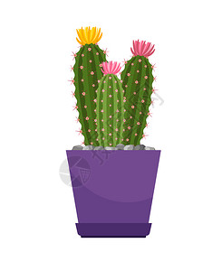 花盆里的植物仙人球矢量插画背景图片