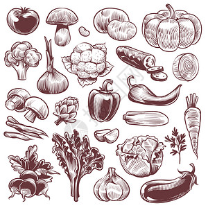 手工画蔬菜各种老式手工画蔬菜有机胡萝卜花椰子茄卷心菜和蘑菇农用食品手画蔬菜农用食品草图矢量背景图片