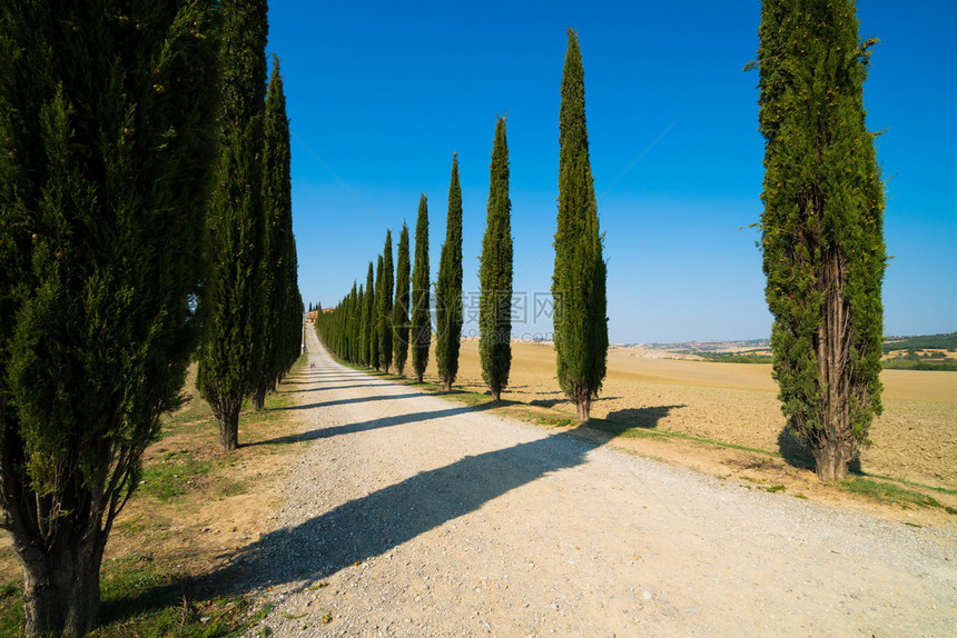 意大利图斯卡尼整齐排列树木的风景图片