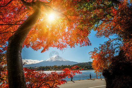 秋日川口湖边观赏富士山图片