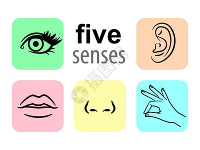 手图绘画素材5个人类说明感官矢量说明品味和嗅觉或鼻目触摸感官视觉眼图标听现代线象形图感官标矢量说明插画