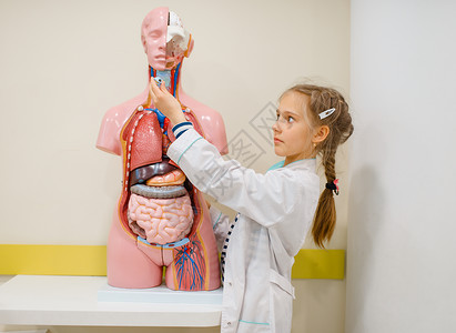 儿童在想象中的医院里扮演工作者在内脏器官的医学假体上练习图片