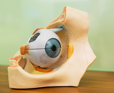 左巩膜人类眼解剖塑料模型背景