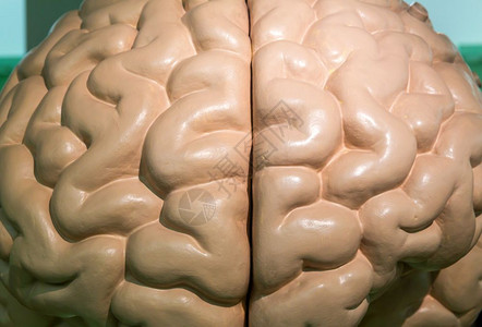 人体大脑解剖塑料模型背景图片