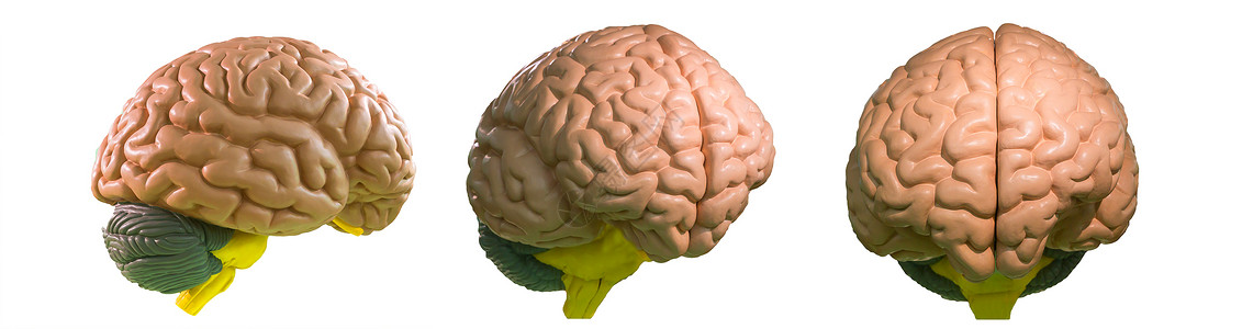 人体大脑解剖塑料模型图片