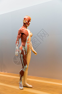 女人体解剖模型肌肉系统图片