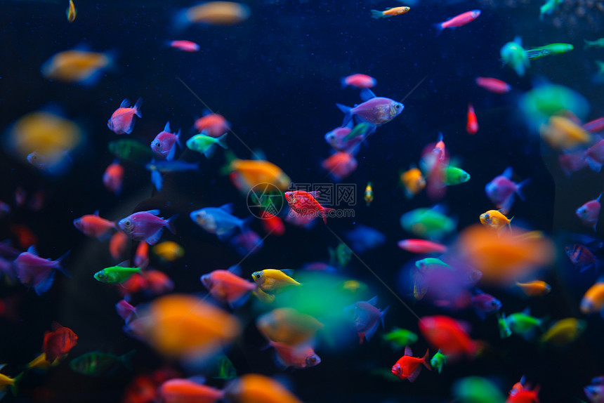 水族馆内丰富多彩的鱼类图片