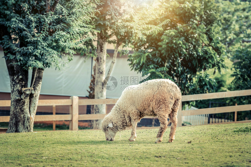 夏天农舍绿草地上的羊图片