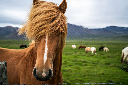 冰岛种马冰地马是在的风景观中冰地马是在当开发的马品种因为冰地法禁止马进口背景