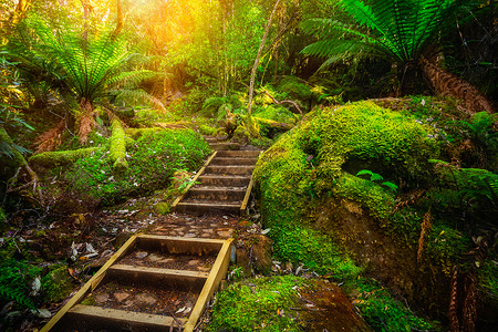 澳洲塔斯曼半岛马尼亚的热带雨林高清图片