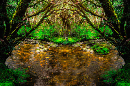 澳洲塔斯曼半岛马尼亚的热带雨林中的小溪图片