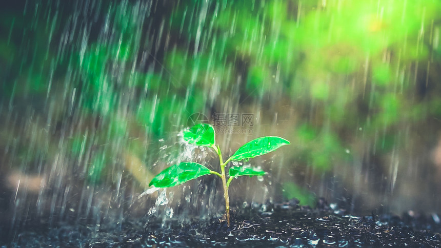 黑土中的幼苗正在淋雨图片