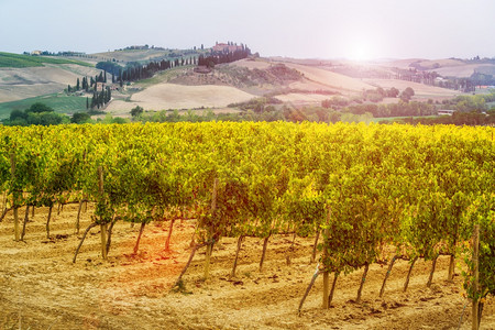 在意大利的葡萄种植园图片