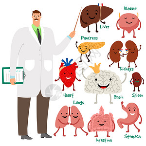 理智内器官脑和胃大心脏可爱医生和人体内器官插画