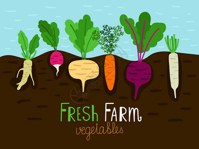 蔬菜土地家庭农场蔬菜园种植插画
