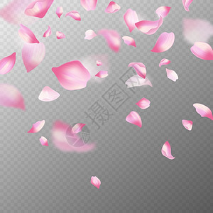 现实风粉红樱花花瓣设计图片
