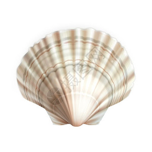 海鲜贝壳3d写实矢量贝壳图设计图片