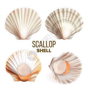 牡蛎壳3d写实矢量贝壳图设计图片