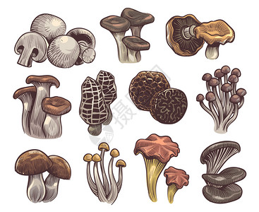 蘑菇素描卡通森林蘑菇元素设计图片