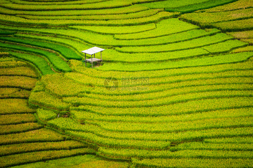 梯田的稻米景观图片