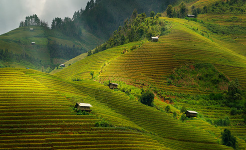 胆碱酯酶在vietnam的sp附近有梯田的稻景观mucanghi稻田横跨山坡层无穷尽约有20公顷稻田梯其中50公顷是3个乡镇的梯田如大棕背景