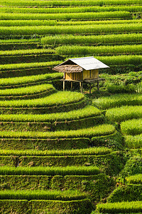 胆碱酯酶在vietnam的sp附近有梯田的稻景观mucanghi稻田横跨山坡层无穷尽约有20公顷稻田梯其中50公顷是3个乡镇的梯田如大棕背景
