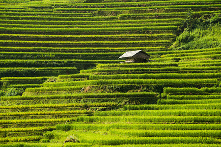 胆碱酯酶在vietnam的sp附近有梯田的稻景观mucanghi稻田横跨山坡层无穷尽约有20公顷稻田梯其中50公顷是3个乡镇的梯田如大棕背景
