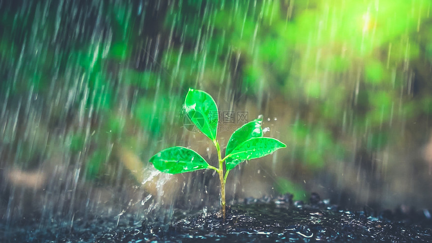 人们种植树苗和环境保护概念图片