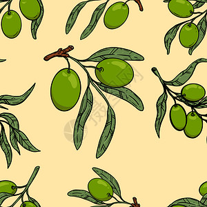 橄榄树枝海报传单矢量图图片