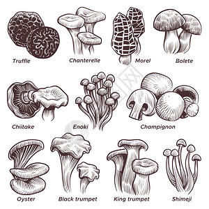 大型真菌手绘蘑菇菜插画