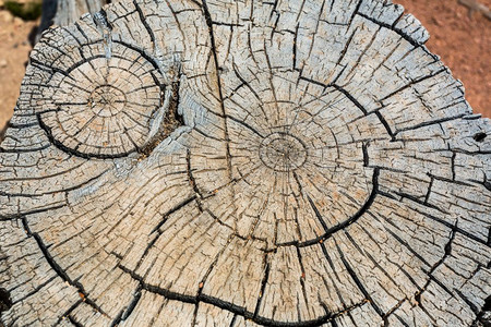 木制树桩树桩图片